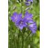 Campanula persicifolia ´Caerulea´