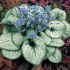 Brunnera macrophylla ´Jack Frost´