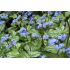 Brunnera macrophylla ´Jack Frost´