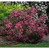 Weigela florida´Victoria´