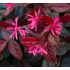 Loropetalum chinense ´Fire Dance´