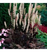 Actaea simplex ´Chocoholic´