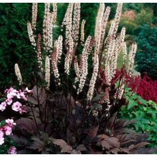 Actaea simplex ´Chocoholic´