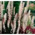 Actaea simplex ´Chocoholic´