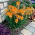 Kniphofia ´Poco Orange´ Ⓡ