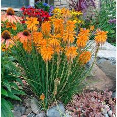 Kniphofia ´Poco Orange´ Ⓡ