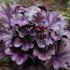 Heuchera ´Forever Purple´