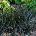 Ophiopogon Planiscapus ´Niger´