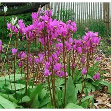 Dodecatheon media