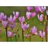 Dodecatheon media