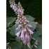 Hosta Sieboldiana ´Blue Angel´