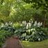 Hosta Sieboldiana ´Blue Angel´