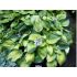 Hosta Hybride ´Bright Light´