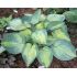 Hosta Hybride ´Bright Light´