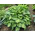 Hosta Hybride ´Bright Light´