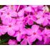 Phlox glaberrima ´Forever Pink´