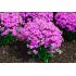 Phlox glaberrima ´Forever Pink´