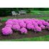 Phlox glaberrima ´Forever Pink´