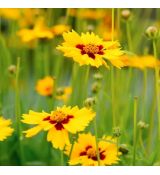 Coreopsis lanceolata ´Sternstaler´