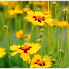 Coreopsis lanceolata ´Sternstaler´