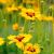 Coreopsis lanceolata ´Sternstaler´