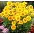 Coreopsis lanceolata ´Sternstaler´