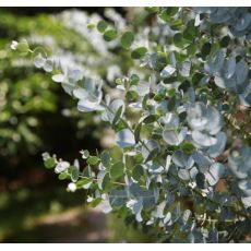 Eucalyptus ´Silbertropfen´