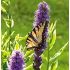 Liatris Spicata ´Kobold´