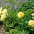 Paeonia Itoh ´Yellow Crown´