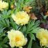 Paeonia Itoh ´Yellow Crown´