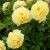 Paeonia Itoh ´Yellow Crown´