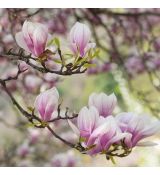 Magnolia 'Soulangeana'