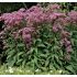 Eupatorium Dubium ´Baby Joe´