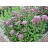 Eupatorium Dubium ´Baby Joe´