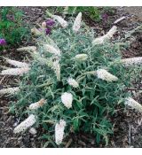 Buddleia davidii ´White Ball´