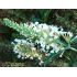 Buddleia davidii ´White Ball´