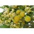 Arbutus unedo