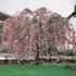 Prunus serrulata ´Kiku-Shidare-Zakura´