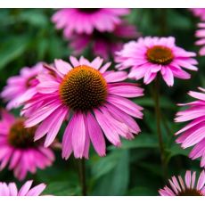 Echinacea purp. 'Baby Swan Pink'