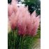 Cortaderia Selloana ´Rosea´