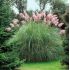 Cortaderia Selloana ´Rosea´