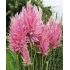 Cortaderia Selloana ´Rosea´