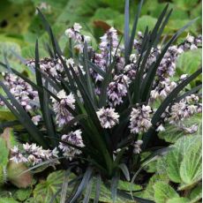 Ophiopogon Planiscapus ´Niger´