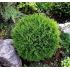 Thuja Occidentalis 'Tiny Tim'