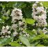 Catalpa bignonioides - prirodzená forma