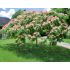 Albizia julibrissin