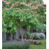 Albizia julibrissin