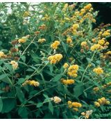 Buddleia weyeriana 'Sungold'