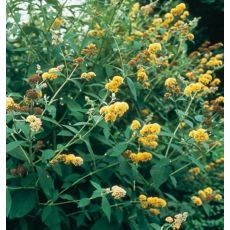 Buddleia weyeriana 'Sungold'