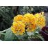 Buddleia weyeriana 'Sungold'